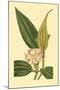 Tropical Ambrosia I-Sydeham Teast Edwards-Mounted Art Print
