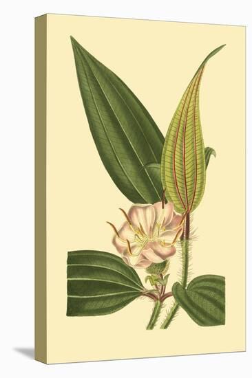 Tropical Ambrosia I-Sydeham Teast Edwards-Stretched Canvas