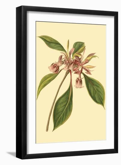 Tropical Ambrosia III-Sydeham Teast Edwards-Framed Art Print