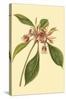 Tropical Ambrosia III-Sydeham Teast Edwards-Stretched Canvas