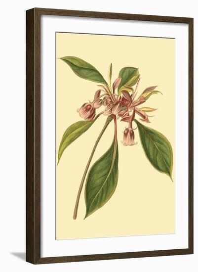 Tropical Ambrosia III-Sydeham Teast Edwards-Framed Art Print