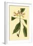 Tropical Ambrosia IV-Sydeham Teast Edwards-Framed Art Print