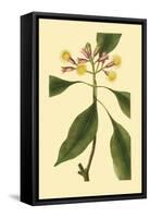 Tropical Ambrosia IV-Sydeham Teast Edwards-Framed Stretched Canvas