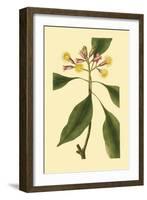 Tropical Ambrosia IV-Sydeham Teast Edwards-Framed Art Print