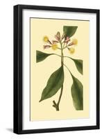 Tropical Ambrosia IV-Sydeham Teast Edwards-Framed Art Print