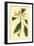 Tropical Ambrosia IV-Sydeham Teast Edwards-Framed Art Print
