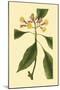Tropical Ambrosia IV-Sydeham Teast Edwards-Mounted Art Print