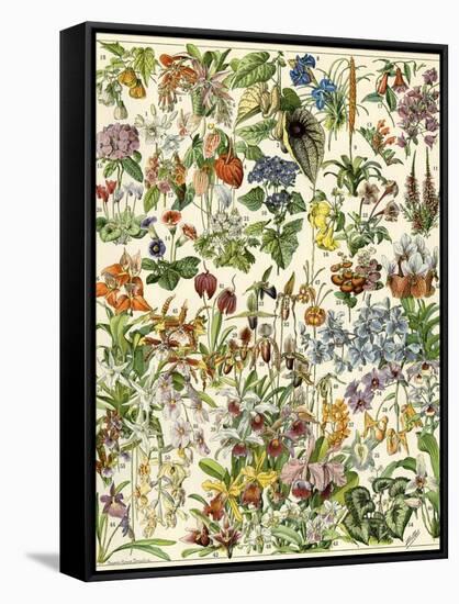 Tropical and Exotic Flowers, Including Orchid, Anthurium, Gloxinia, Trillium-null-Framed Stretched Canvas