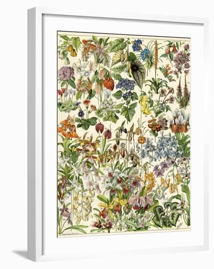 Tropical and Exotic Flowers, Including Orchid, Anthurium, Gloxinia, Trillium-null-Framed Giclee Print