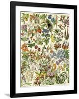 Tropical and Exotic Flowers, Including Orchid, Anthurium, Gloxinia, Trillium-null-Framed Giclee Print