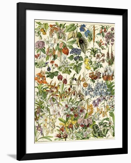 Tropical and Exotic Flowers, Including Orchid, Anthurium, Gloxinia, Trillium-null-Framed Giclee Print