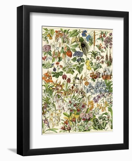 Tropical and Exotic Flowers, Including Orchid, Anthurium, Gloxinia, Trillium-null-Framed Premium Giclee Print