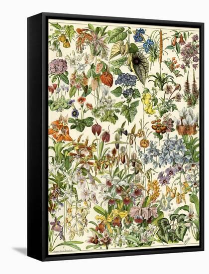 Tropical and Exotic Flowers, Including Orchid, Anthurium, Gloxinia, Trillium-null-Framed Stretched Canvas