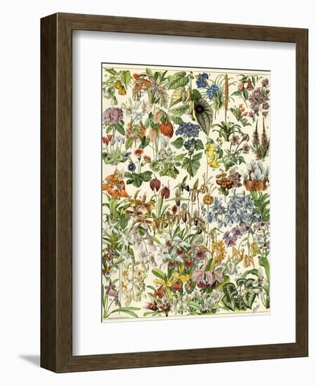 Tropical and Exotic Flowers, Including Orchid, Anthurium, Gloxinia, Trillium-null-Framed Giclee Print