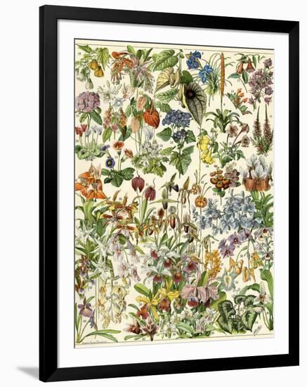 Tropical and Exotic Flowers, Including Orchid, Anthurium, Gloxinia, Trillium-null-Framed Giclee Print