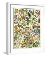 Tropical and Exotic Flowers, Including Orchid, Anthurium, Gloxinia, Trillium-null-Framed Giclee Print