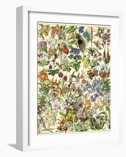 Tropical and Exotic Flowers, Including Orchid, Anthurium, Gloxinia, Trillium-null-Framed Giclee Print