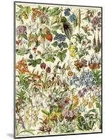 Tropical and Exotic Flowers, Including Orchid, Anthurium, Gloxinia, Trillium-null-Mounted Giclee Print