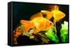 Tropical Aquarium Fish Macro Shot-PH.OK-Framed Stretched Canvas