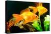 Tropical Aquarium Fish Macro Shot-PH.OK-Stretched Canvas