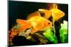 Tropical Aquarium Fish Macro Shot-PH.OK-Mounted Photographic Print