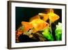 Tropical Aquarium Fish Macro Shot-PH.OK-Framed Photographic Print