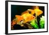 Tropical Aquarium Fish Macro Shot-PH.OK-Framed Photographic Print