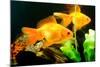 Tropical Aquarium Fish Macro Shot-PH.OK-Mounted Photographic Print