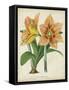 Tropical Array I-Horto Van Houtteano-Framed Stretched Canvas