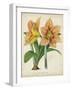 Tropical Array I-Horto Van Houtteano-Framed Art Print