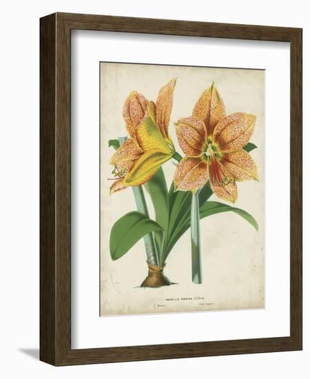 Tropical Array I-Horto Van Houtteano-Framed Art Print