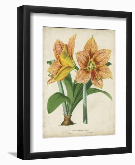 Tropical Array I-Horto Van Houtteano-Framed Art Print