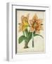 Tropical Array I-Horto Van Houtteano-Framed Art Print