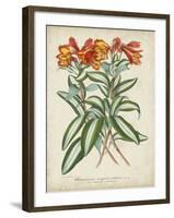 Tropical Array III-Horto Van Houtteano-Framed Art Print