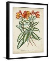 Tropical Array III-Horto Van Houtteano-Framed Art Print