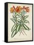 Tropical Array III-Horto Van Houtteano-Framed Stretched Canvas