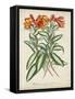 Tropical Array III-Horto Van Houtteano-Framed Stretched Canvas