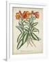 Tropical Array III-Horto Van Houtteano-Framed Art Print