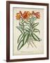 Tropical Array III-Horto Van Houtteano-Framed Art Print