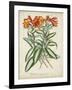 Tropical Array III-Horto Van Houtteano-Framed Art Print