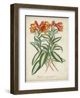 Tropical Array III-Horto Van Houtteano-Framed Art Print