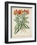 Tropical Array III-Horto Van Houtteano-Framed Art Print