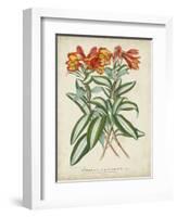 Tropical Array III-Horto Van Houtteano-Framed Art Print