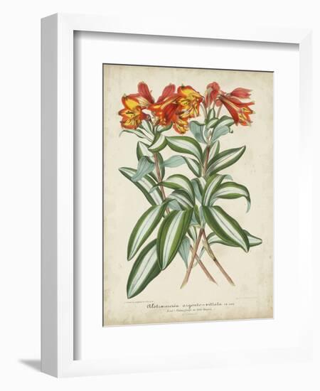 Tropical Array III-Horto Van Houtteano-Framed Art Print