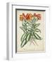 Tropical Array III-Horto Van Houtteano-Framed Art Print