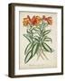 Tropical Array III-Horto Van Houtteano-Framed Art Print