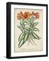 Tropical Array III-Horto Van Houtteano-Framed Art Print