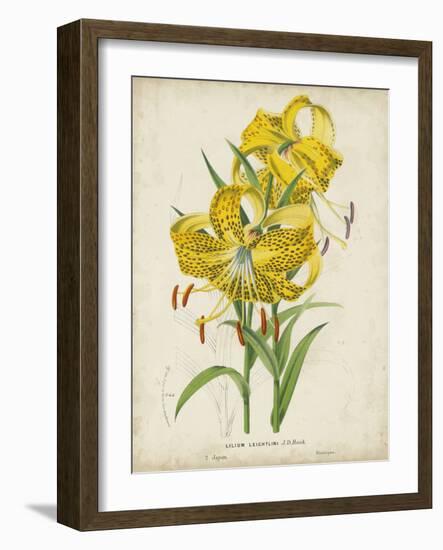 Tropical Array IV-Horto Van Houtteano-Framed Art Print