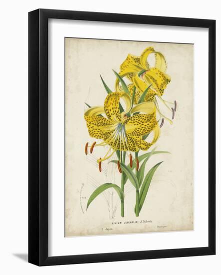 Tropical Array IV-Horto Van Houtteano-Framed Art Print