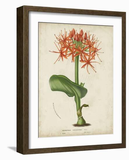 Tropical Array V-Horto Van Houtteano-Framed Art Print